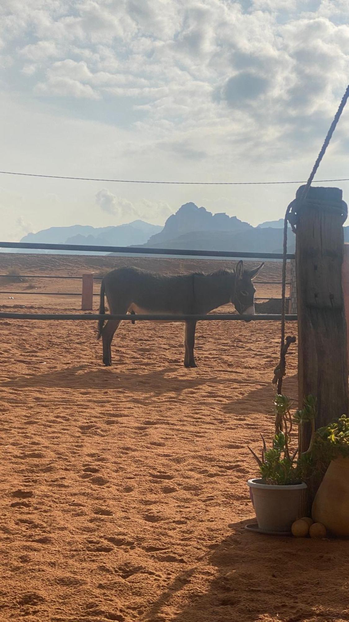 Appartamento Pink Spirit Wellness Farm Ad Disah Esterno foto